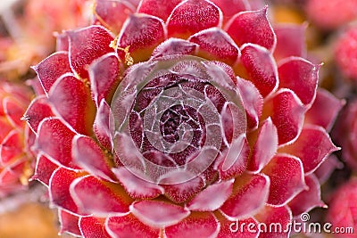 Closeup abstract photo of dark-red succulent, above view Stock Photo